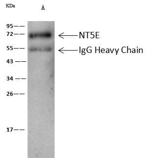 NT5E / eNT / CD73 Antibody (Preservative Free)