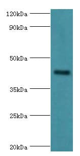 GJC1 / CX45 / Connexin 45 Antibody (aa247-396)
