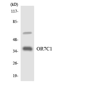 IHC-plus™ OR7C1 Antibody (aa189-238)