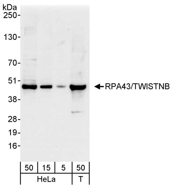TWISTNB Antibody (aa288-338)