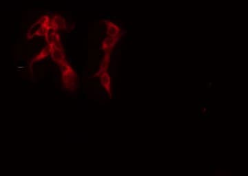 GRAP Antibody