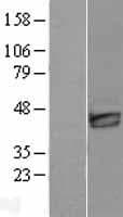 DKK3 Protein (Over-Expression Lysate Myc-DDK (Flag))