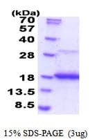 Human IL16 Protein (Recombinant)