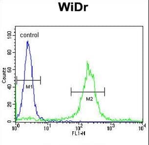 Polyclonal Rabbit anti-Human ADAM19 Antibody (aa207-236, IHC, WB)