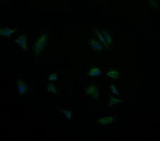 GBAS Antibody (clone OTI1B2)