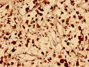 Polyclonal Rabbit anti-Human FAM171B Antibody