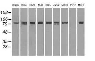 STAT1 Antibody (clone 4H9)