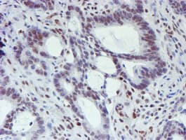 WWTR1 / TAZ Antibody (clone OTI1H9)