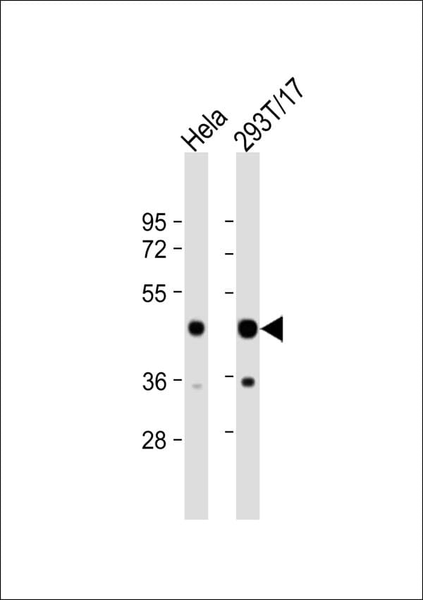 PSMD11 Antibody