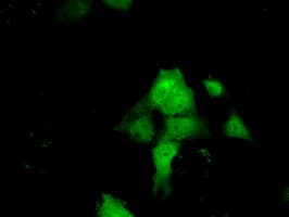 ERCC1 Antibody (clone OTI3F2, Carrier-free)
