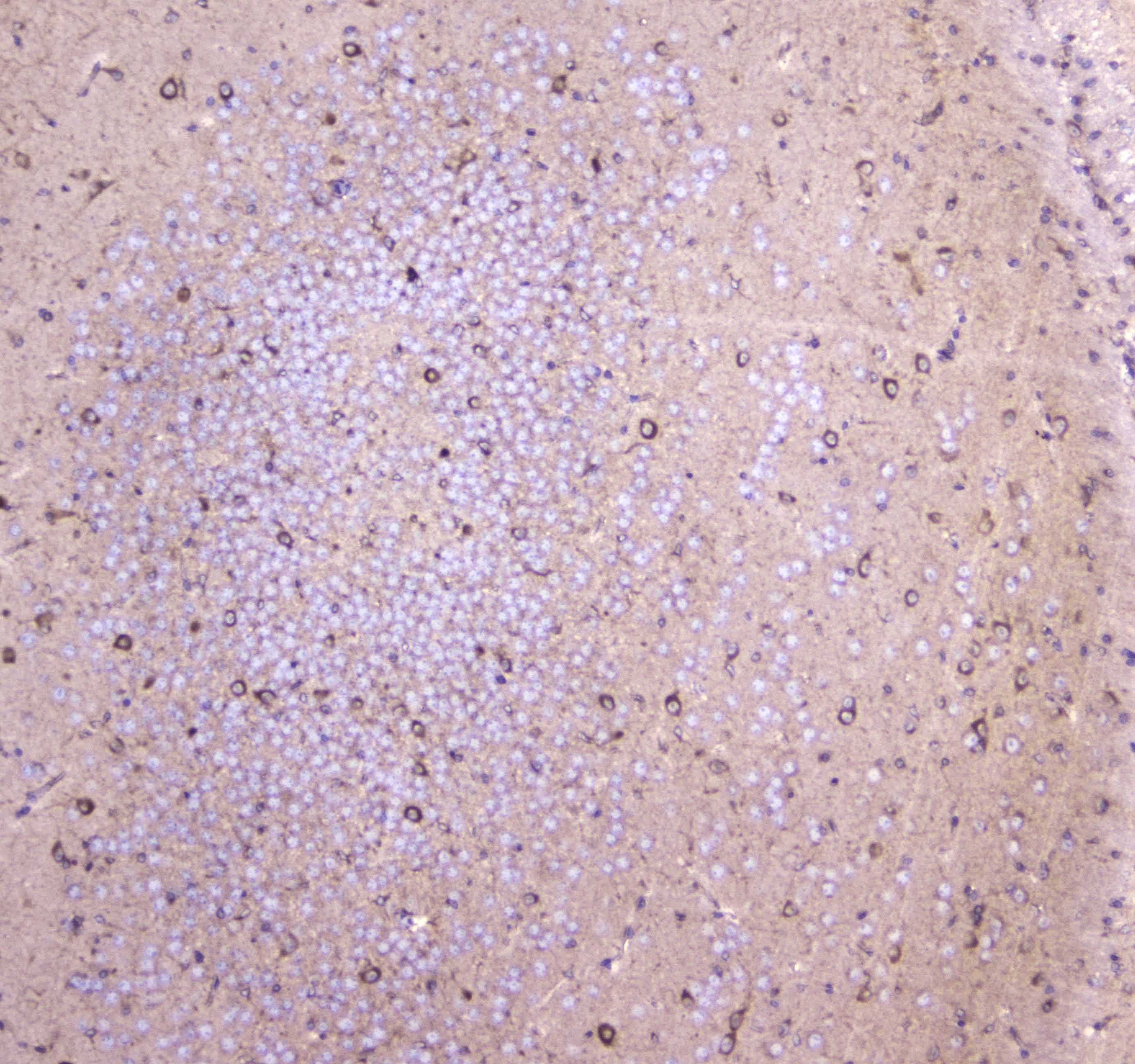 Polyclonal Rabbit anti-Human WWOX Antibody (IHC, WB)