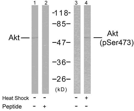 AKT1 Antibody (p473)