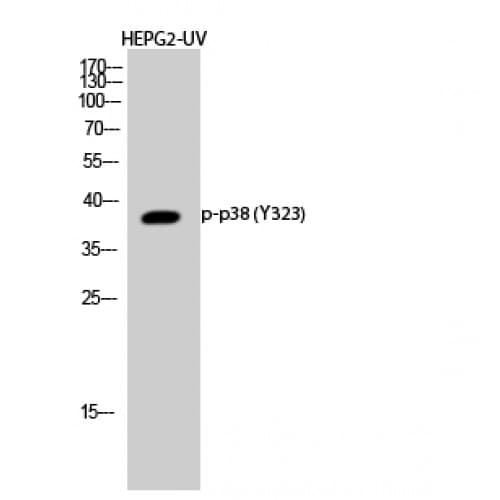 MAPK14 / p38 Antibody (260-340 aa)