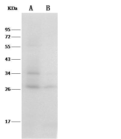 TXN / Thioredoxin / TRX Antibody (clone 002, Preservative Free)
