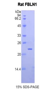 Rat FBLN1 / Fibulin 1 Protein (Recombinant His, N-Terminal)