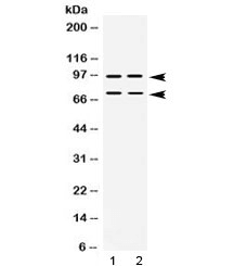 PML Antibody