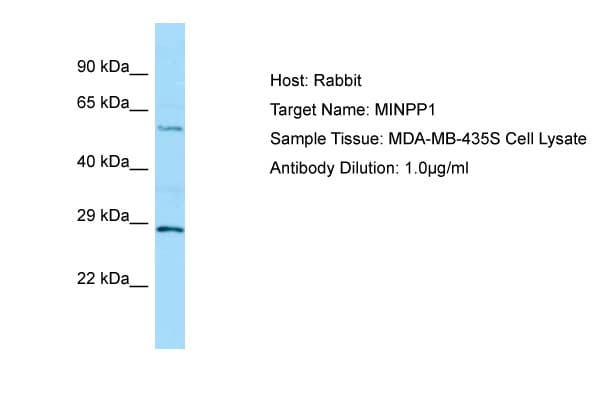 MINPP1 Antibody (aa409-458)