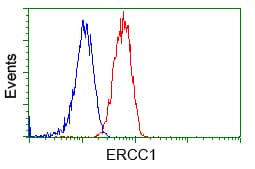 ERCC1 Antibody (clone OTI1C6)