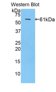 SP1 Antibody (aa260-591, FITC)