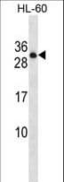 PTPRCAP / CD45 AP Antibody (aa90-118)