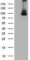 PRKD2 / PKD2 Antibody (clone OTI4F1)