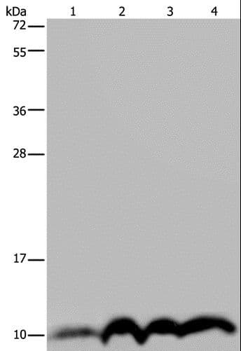 NDUFA4 Antibody