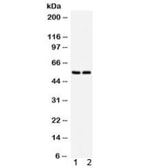 SLC2A1 / GLUT-1 Antibody (aa92-492)