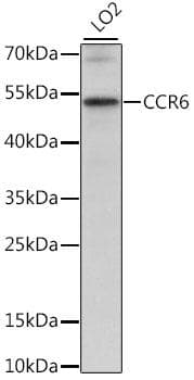 CCR6 Antibody
