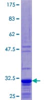 Human RPL39 / Ribosomal Protein L39 (Recombinant GST)