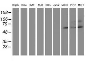 AP50 / AP2M1 Antibody (clone OTI 2F11)
