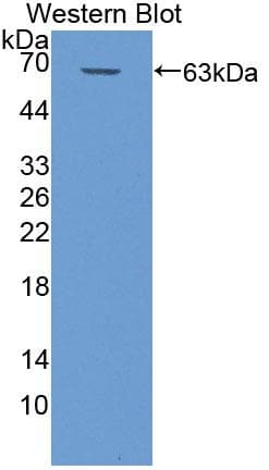 MAP4 Antibody (aa243-549, FITC)