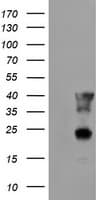 ECI2 / PECI Antibody (clone OTI1C8)
