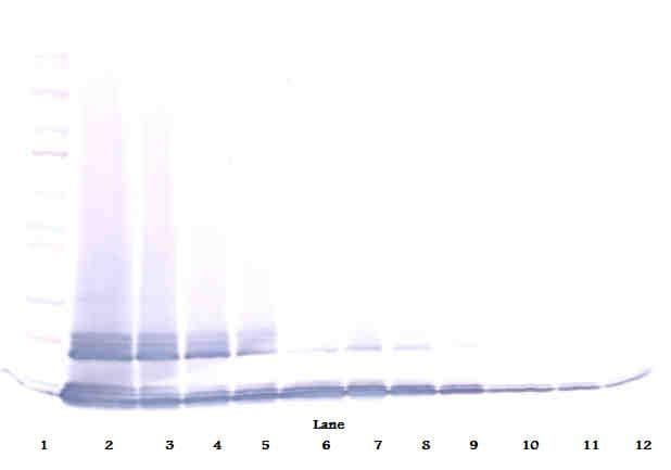 Ccl12 / MCP5 Antibody