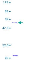 Human TSPAN32 / PHEMX Protein (Recombinant GST)