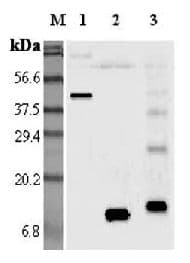 Polyclonal Rabbit anti-Mouse RETN / Resistin Antibody (WB)
