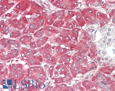 IHC-plus™ AMY2A / Pancreatic Amylase Antibody (aa135-408, clone 1E3)