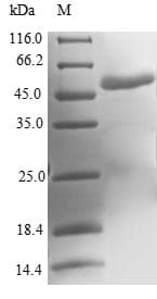 Human MOCS2 Protein (Recombinant GST, N-terminus)