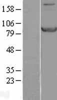 STAT1 Protein (Over-Expression Lysate Myc-DDK (Flag))