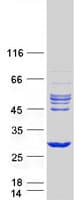 Human RHOD Protein (Recombinant Myc-DDK (Flag))