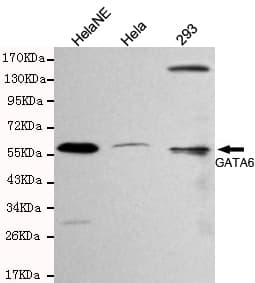 Monoclonal Mouse anti-Human GATA6 Antibody (WB)