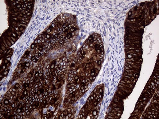 AGR2 Antibody (aa21-175, clone OTI5E10)