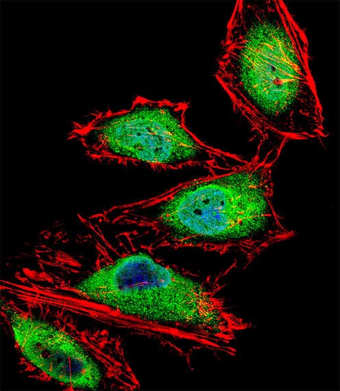 RUNX3 Antibody (aa168-197)