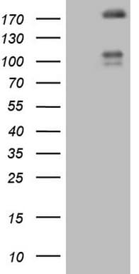 FLT4 / VEGFR3 Antibody (aa1063-1363, clone OTI1G2, Carrier-free)