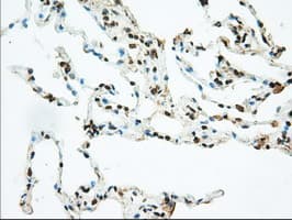 Basigin / Emmprin / CD147 Antibody (clone OTI4E4)