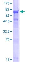 Human RNPEPL1 Protein (Recombinant GST)