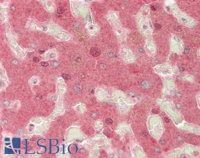 IHC-plus™ Polyclonal Rabbit anti-Human LRG1 / LRG Antibody (IHC, WB)