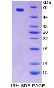 Mouse POU2F1 / OCT1 Protein (Recombinant His-GST)