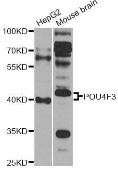 Polyclonal Rabbit anti-Human POU4F3 / BRN3C Antibody (WB)