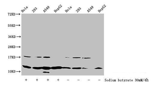 Polyclonal Rabbit anti-Human HIST1H4I Antibody (WB)