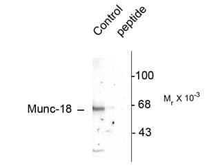 Polyclonal Rabbit anti-Rat STXBP1 / MUNC18-1 Antibody (phospho-Ser515, WB)